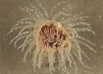 Image result for Cerianthidae. Size: 147 x 106. Source: www.aphotomarine.com