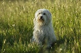 Image result for Coton De Tulear. Size: 161 x 106. Source: www.thesprucepets.com