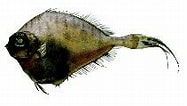 Image result for "grammicolepis Brachiusculus". Size: 187 x 106. Source: www.fishbase.se