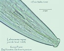 Image result for "conaea Rapax". Size: 131 x 106. Source: nematode.unl.edu