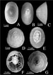 Image result for Acmaeidae. Size: 75 x 106. Source: www.researchgate.net
