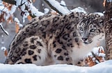 Résultat d’image pour Snow Leopard in Mountains. Taille: 161 x 106. Source: wolfcenter.org