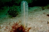 Image result for Virgularia mirabilis. Size: 164 x 106. Source: european-marine-life.org