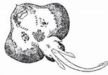 Image result for Neoraja caerulea Anatomie. Size: 153 x 106. Source: biologiapeces.com