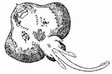 Image result for Neoraja caerulea Anatomie. Size: 161 x 106. Source: biologiapeces.com