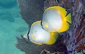 Image result for "chaetodon Ocellatus". Size: 167 x 106. Source: aquainfo.org