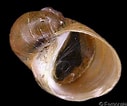 Afbeeldingsresultaten voor "lacuna Pallidula". Grootte: 127 x 106. Bron: www.gastropods.com