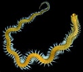 Image result for "rhynchonerella Gracilis". Size: 122 x 106. Source: enciclovida.mx