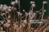 Image result for Tubulariidae. Size: 164 x 106. Source: www.gettyimages.dk