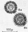 Image result for "thecosphaera Inermis". Size: 93 x 106. Source: www.radiolaria.org