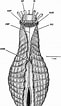 Image result for Cardiomya costellata Klasse. Size: 61 x 106. Source: www.researchgate.net