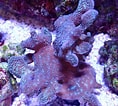 Image result for Pavona cactus. Size: 118 x 106. Source: www.oceansgarden.com