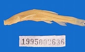 Image result for "macrostomias Longibarbatus". Size: 172 x 106. Source: www.researchgate.net