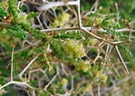 Image result for "castanidium Spinosum". Size: 149 x 106. Source: powo.science.kew.org