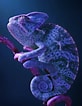 Chameleons Purple に対する画像結果.サイズ: 82 x 106。ソース: www.pinterest.de