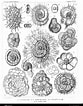 Image result for "tholospira cervicornis". Size: 83 x 106. Source: www.alamy.de