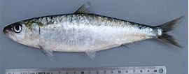 Image result for "sardina Pilchardus". Size: 270 x 106. Source: adriaticnature.com