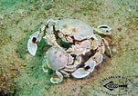 Afbeeldingsresultaten voor Ashtoret Crabs. Grootte: 151 x 106. Bron: www.chaloklum-diving.com