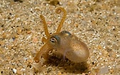 Image result for Sepiolidae Feiten. Size: 169 x 106. Source: www.ecured.cu