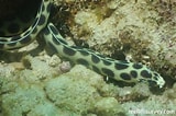 Image result for Myrichthys maculosus. Size: 160 x 106. Source: reeflifesurvey.com