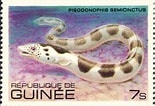 Image result for "pisodonophis Semicinctus". Size: 155 x 106. Source: www.marinespecies.org