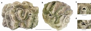 Manicina areolata Anatomie ਲਈ ਪ੍ਰਤੀਬਿੰਬ ਨਤੀਜਾ. ਆਕਾਰ: 303 x 106. ਸਰੋਤ: www.researchgate.net