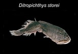 Afbeeldingsresultaten voor Ditropichthys storeri. Grootte: 153 x 106. Bron: www.yumpu.com