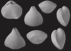 Afbeeldingsresultaten voor Dallina septigera geslacht. Grootte: 147 x 106. Bron: www.researchgate.net