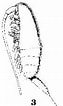 Risultato immagine per Nannocalanus minor. Dimensioni: 63 x 106. Fonte: copepodes.obs-banyuls.fr