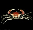 Image result for "carcinoplax Vestita". Size: 115 x 106. Source: www.crustaceology.com