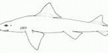 Afbeeldingsresultaten voor "mustelus Schmitti". Grootte: 215 x 80. Bron: www.sharkwater.com