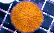 Image result for Fungia Plate Coral. Size: 175 x 106. Source: www.thecoralfarm.com