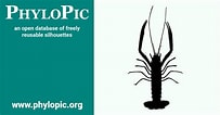 Image result for Nephropoidea. Size: 203 x 106. Source: www.phylopic.org