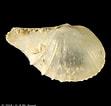 Image result for "cardiomya Costellata". Size: 111 x 106. Source: www.conchology.be