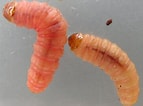 Image result for "beaked Larva". Size: 143 x 106. Source: pulpbits.net
