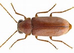 Image result for "echinomacrurus Mollis". Size: 147 x 106. Source: www.kaefer-der-welt.de