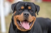 Bilderesultat for Rottweiler. Størrelse: 165 x 106. Kilde: www.dailypaws.com