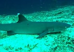 Image result for "carcharhinus Borneensis". Size: 152 x 106. Source: www.pinterest.com