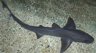 Image result for "mustelus Palumbes". Size: 192 x 106. Source: www.fishipedia.es