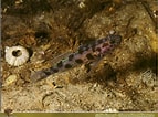Image result for Leopard-spotted goby. Size: 143 x 106. Source: animal.memozee.com