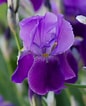 Image result for Iris soorten. Size: 86 x 106. Source: www.123planten.nl