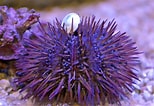 Image result for Pink Pincushion Urchin. Size: 154 x 106. Source: www.toofishy.com