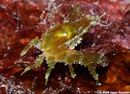 Image result for "menaethius Orientalis". Size: 147 x 106. Source: www.underwaterkwaj.com