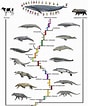 Image result for evolution of Whales. Size: 88 x 106. Source: www.creationwiki.org