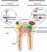 Dental Pulp cells എന്നതിനുള്ള ഇമേജ് ഫലം. വലിപ്പം: 96 x 106. ഉറവിടം: www.semanticscholar.org