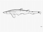 Image result for "galeus Arae". Size: 140 x 106. Source: shark-references.com