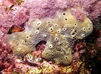 Image result for "ircinia Variabilis". Size: 145 x 106. Source: www.marinespecies.org