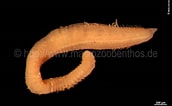 Image result for "chaetozone Setosa". Size: 172 x 106. Source: www.marinespecies.org