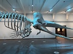 Image result for Potvis Anatomie. Size: 143 x 106. Source: www.natuurmuseumbrabant.nl
