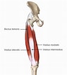 Image result for "palapedia Quadriceps". Size: 95 x 106. Source: www.lecturio.com